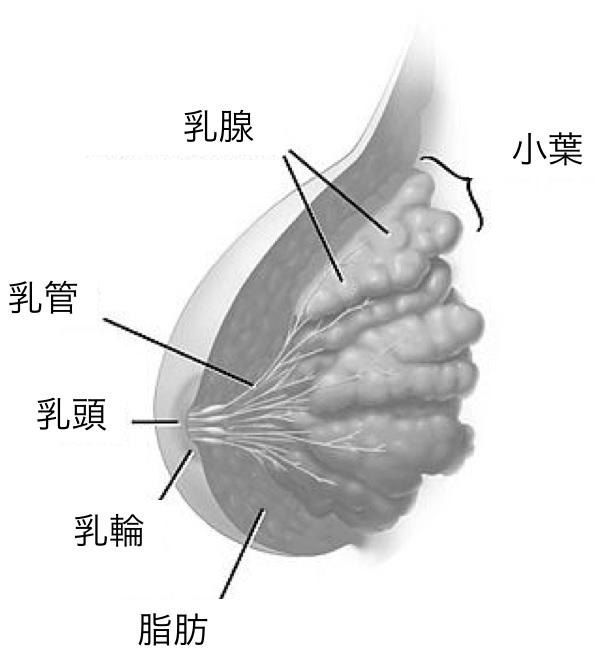 図３