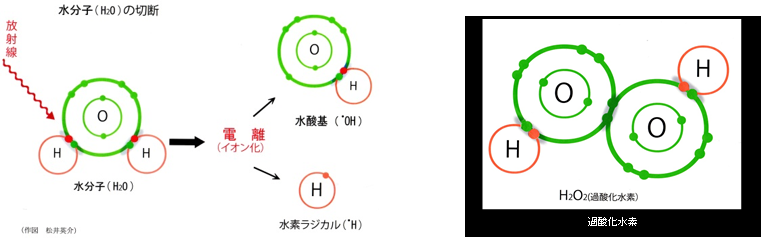 図2 バイスタンダー効果　イオン化放射線による分子の切断