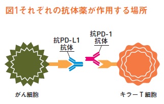 図1 それぞれの抗体薬が作用する場所