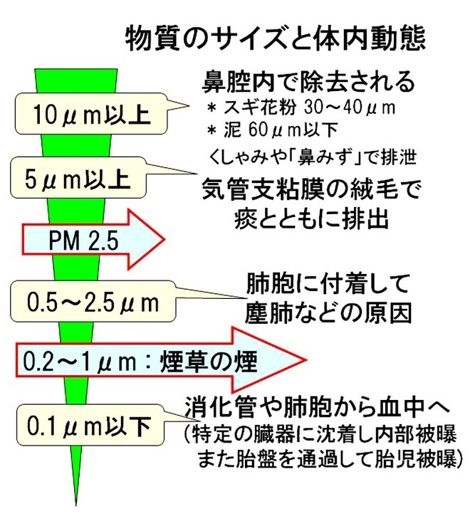 図２ 物質のサイズと体内動態